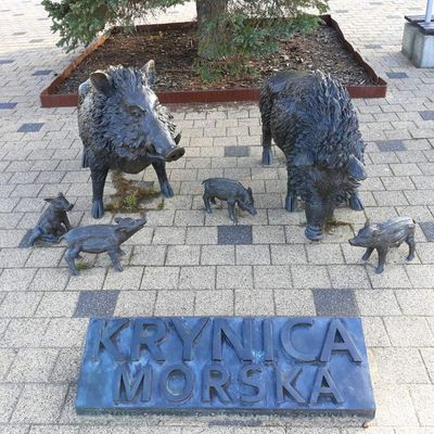 Rodzina Dzików